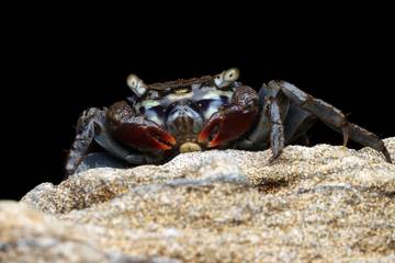 Kepiting Mampu Menumbuhkan Ulang Mata