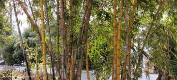 Pekarangan Tropis, Bambu Kuning Sebagai Pagar Alami