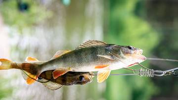 Budidaya Ikan Endemik, Solusi Pengganti Konsumsi Ikan Laut