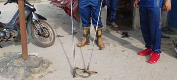 Damkar Evakuasi Ular Cobra dari Rumah Warga