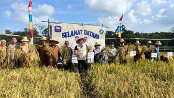 Panen Perdana Padi Gogo Desa Lancang Kuning