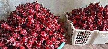 Rosella, Si Merah Kecil yang Kaya Manfaat