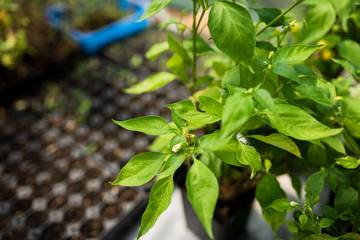 Daun Tanaman Menghasilkan Listrik Mini Alami Ilmiah