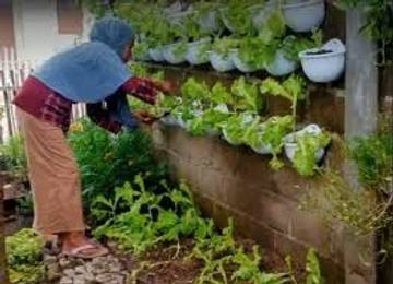 Bernilai Ekonomis, Pekarangan Rumah Digunakan Untuk Bercocok Tanam