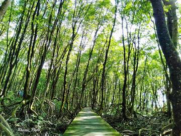 Kawasan Konservasi Mangrove dan Bekantan Incaran Wisatawan Saat Berlibur