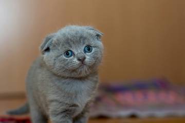 Tips Memelihara Kucing Bagi Pemula