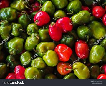 Mengenal Si Gemoy nan Pedas : Cabe Gendot