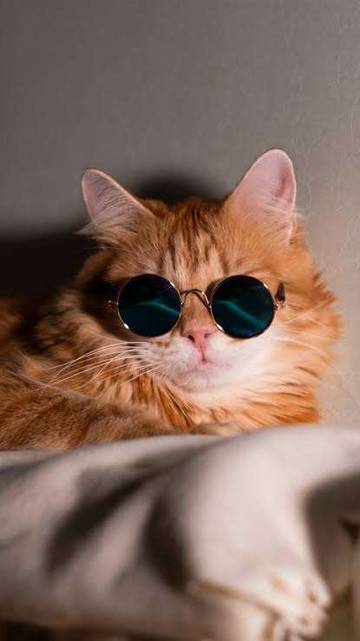 Catlovers Alert! Penyakit yang Rentan Diderita Kucing