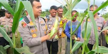 Bulog Tarakan Telah Serap 540 Kg Jagung Pipil
