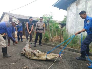 Seekor Buaya di Embung Persemaian Berhasil Ditangkap