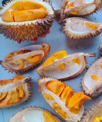 Manfaat Buah Elai Si Oranye dari Hutan Kalimantan