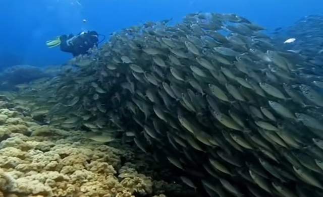 Eksplorasi Keindahan Laut Maluku Utara Akhir Tahun