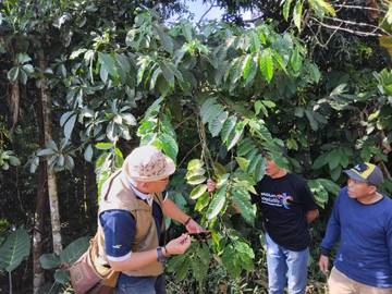Dampak Perubahan Iklim, Tanaman Kopi Terkena Imbasnya 