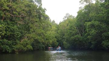 10 Peran Penting Mangrove bagi Kehidupan  