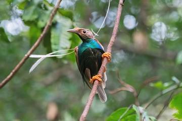 Indonesia Urutan Ke-Empat dengan Jumlah Spesies Burung Terbanyak 