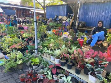 Libur Panjang Dorong Penjualan Tanaman Hias