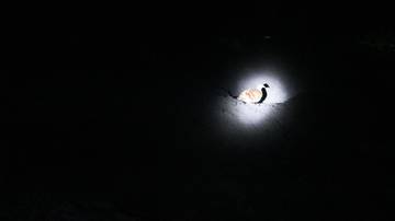 Menembus Pekat Malam demi Mamoa