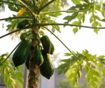 Manfaat Tersembunyi Buah Pepaya,Jarang Diketahui Masyarakat