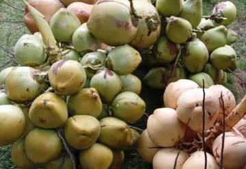 Kelapa Igo Ratu Takome Jadi Potensi Indikasi 