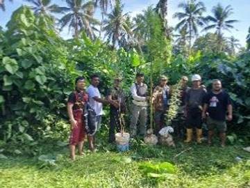 Polres Halut Berhasil Membongkar Keberadaan Kebun Ganja