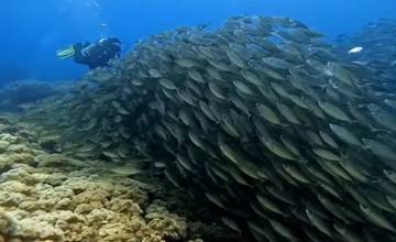 Eksplorasi Keindahan Laut Maluku Utara Akhir Tahun
