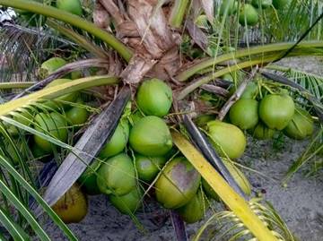 Kelapa Bido Morotai Resmi Berstatus Indikasi Geografis