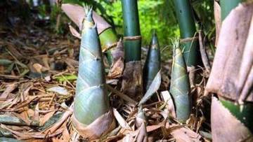 Rebung Bambu, Kandidat Superfood Rendah Kalori 