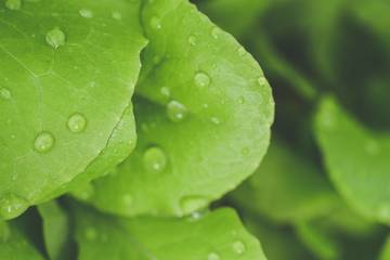 Manfaat Centella Asiatica Untuk Kulit Wajah