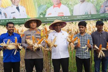 Wabup Halut Hadiri Panen Raya Jagung di Galela