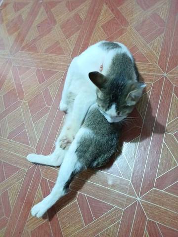 Amankah Kucing Diberi Makan Nasi Supaya Cepat Gemuk???