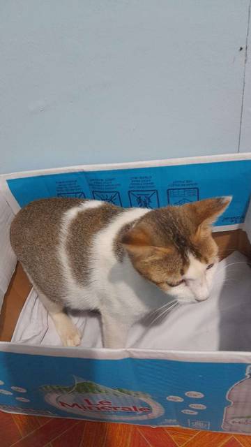 Simak Alasan Dari Kenapa Kucing Menyukai Kotak Kardus