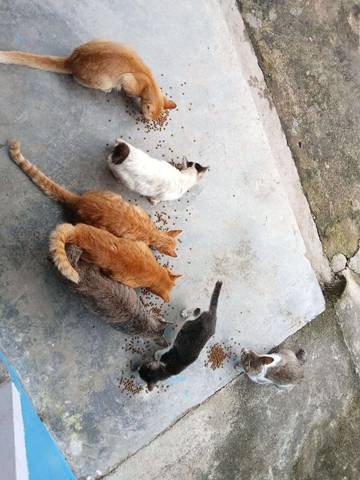 Manfaat Memberi Makan Kucing Jalanan: Kebiasaan yang Menginspirasi