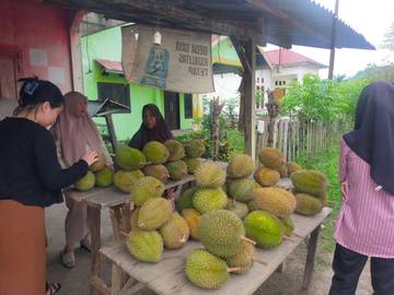 Pedagang Durian di Tolitoli Raup Puluhan Juta Rupiah dari Kebun Sendiri