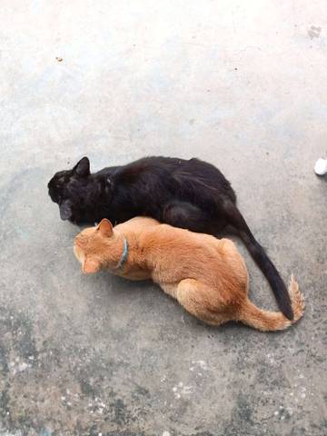Trend Buang Kucing Meningkat, Kesadaran Masyarakat Diperlukan