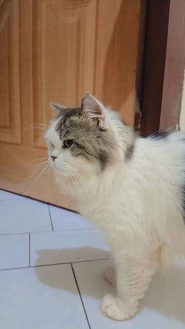 Ketahui Manfaat Memelihara Kucing Untuk Kesehatan Mental Dan Fisik