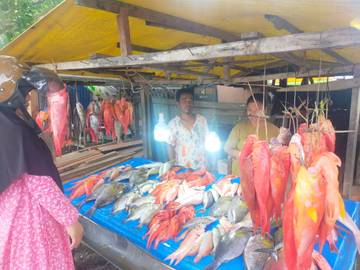 Penjual Ikan Batu di Tolitoli Raup Omset Hingga 1 Juta Rupiah Per Hari
