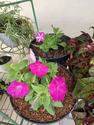 Kecantikan Petunia, Tanaman Hias Favorit Warga Tolitoli