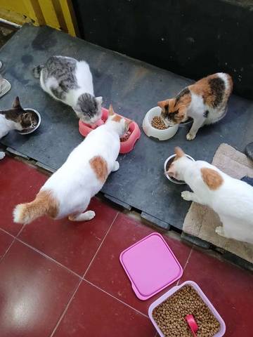 Panduan Memberi Makan Kucing Sesuai Usia, Hindari Obesitas pada Hewan Kesayangan