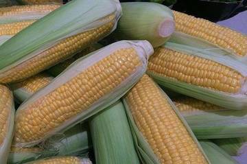 Tips Menyimpan Jagung  Agar Tahan Lama, Dan Rasanya Tetap Manis