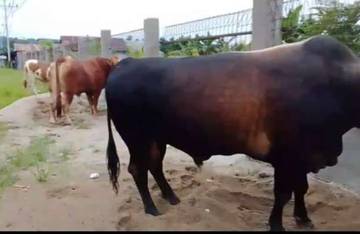 Investasi Peternakan Sapi Menjanjikan Keuntungan