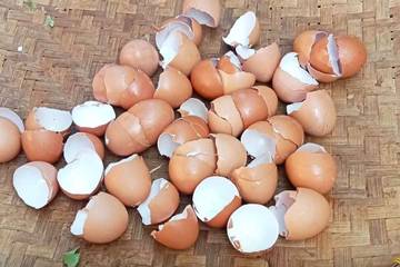 Cangkang Telur, Rahasia Alami Suburkan Tanaman di Rumah