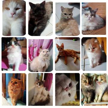 Populasi Kucing Liar Tolitoli Picu Gerakan Adopsi