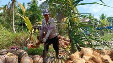 Tanaman Kelapa Punya Potensi Besar di Tolitoli