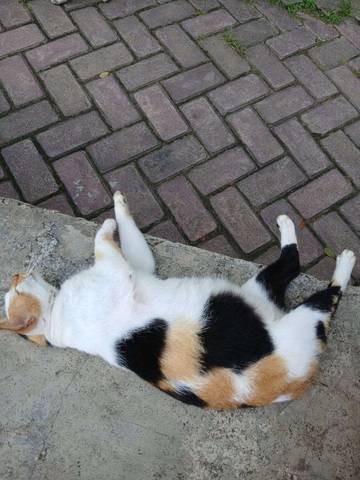 Faktor Yang Membuat Kucing Senang Tidur Berjam-jam