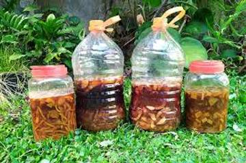 Pembuatan Eco Enzyme Dorong Pengolahan Limbah Rumah Tangga