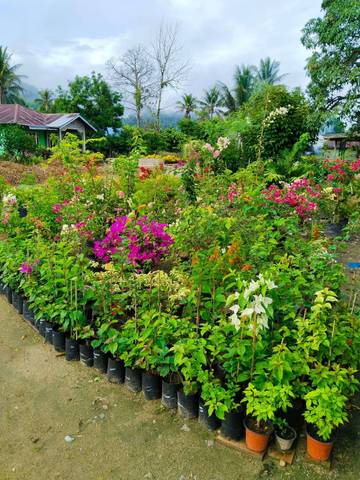 Hobi Tanaman Hias Warga Lampasio Berbuah Keuntungan Besar