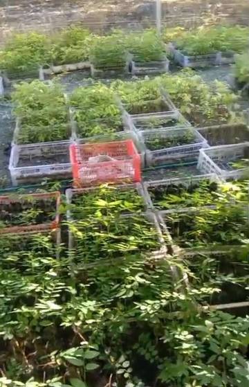 Potensi Ekonomi Dari Budidaya Tanaman Katuk