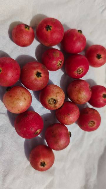 Manfaat buah kersen untuk kesehatan 