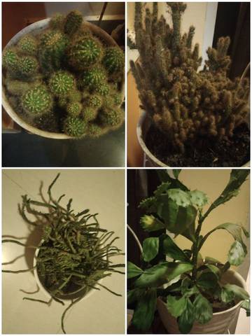 Hobi Merawat Kaktus Jadi Pilihan Favorit