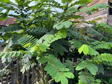 Daun Ketepeng Berkhasiat Obati Kulit dan Gangguan Pencernaan
